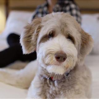 Christie's Mill Inn and Spa | Port Severn, Ontario | White and brown dog laying on bed